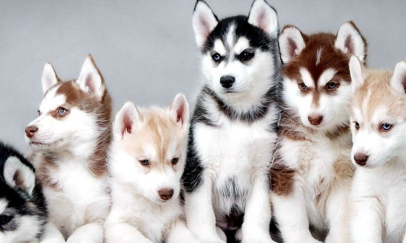 occaecati-atque-cumque-labore-molestias-nisi