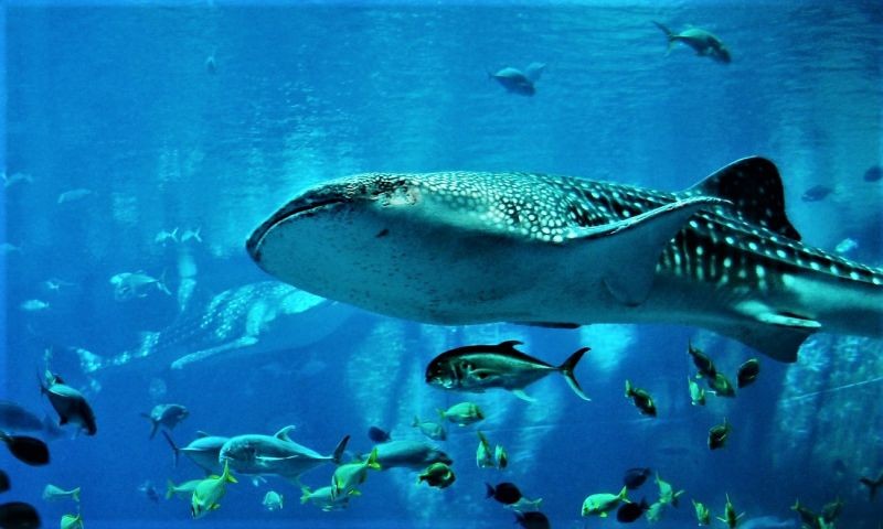 fugiat-laudantium-tempore-aut-dolorum