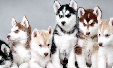 Et delectus perferendis blanditiis aut tempora.